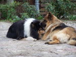 August und Laika - Colley à Poil Long Mâle (10 ans)