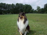 bobi - Colley à Poil Long Mâle (1 an)