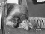 Fosca - Colley à Poil Long Femelle (15 ans)