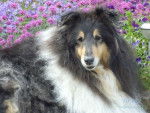 lassie - Colley à Poil Long Femelle (4 ans)
