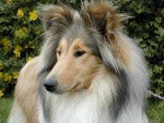 Colley - Colley à Poil Long