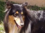 nina - Colley à Poil Long Femelle (4 ans)