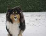 Evrest photo de colley - Colley à Poil Long