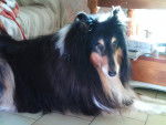 Tiji - Colley à Poil Long Mâle (7 ans)