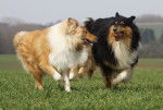 Deux Colleys jouent ensemble et courent dans l'herbe