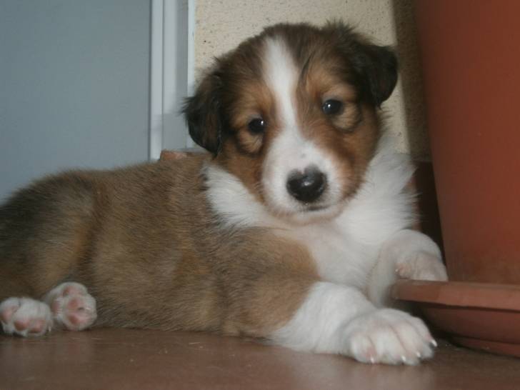 Dimas - Colley à Poil Long Mâle (2 mois)