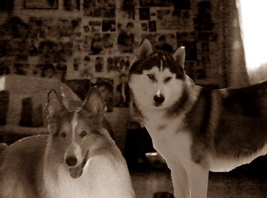 Dona & Shawty - Colley à Poil Long Femelle (4 ans)