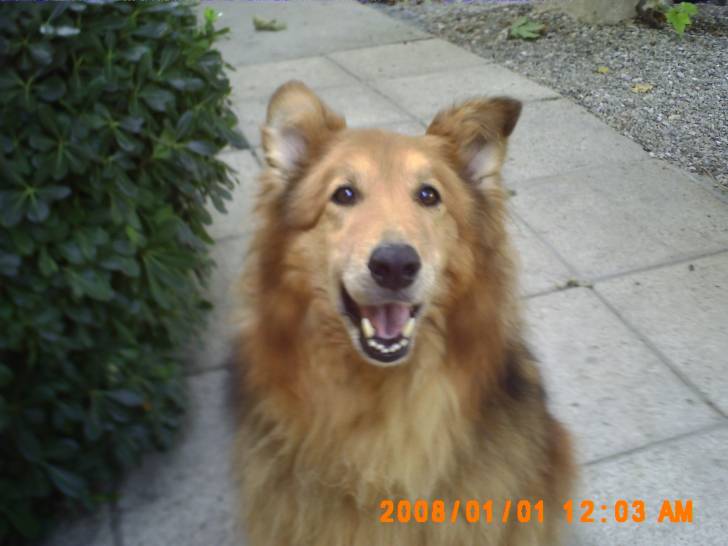 Sam - Colley à Poil Long Mâle (12 ans)