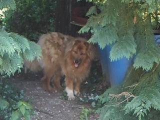 Zorra - Colley à Poil Long Femelle (12 ans)