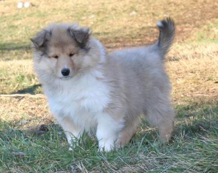 indi - Colley à Poil Long Femelle (4 mois)