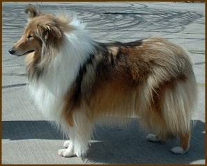 Bella - Colley à Poil Long Femelle (2 mois)