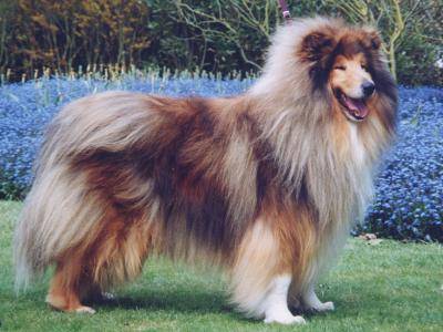 Colley - Colley à Poil Long