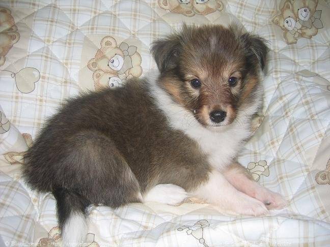 Biscuit - Colley à Poil Long Mâle (3 mois)