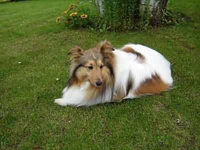 Lila - Colley à Poil Long Femelle (7 ans)