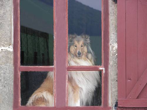 Photo de Colley : Very Nice des Sables D'Enthéa - Colley à Poil Long