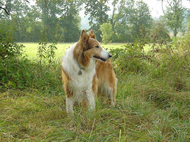 Namour 13 ans - Colley à Poil Long (13 ans)
