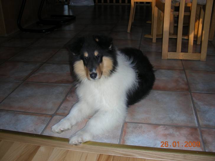 cachou - Colley à Poil Long Femelle (2 ans)