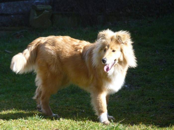 Photo Colley à Poil Long