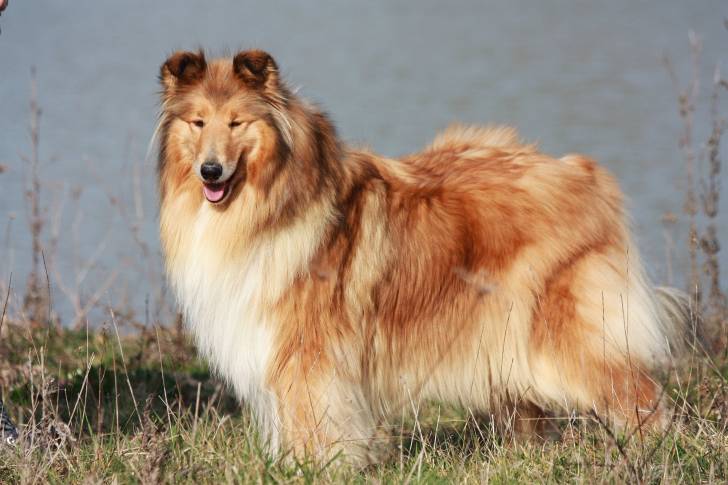 Photo Colley à Poil Long