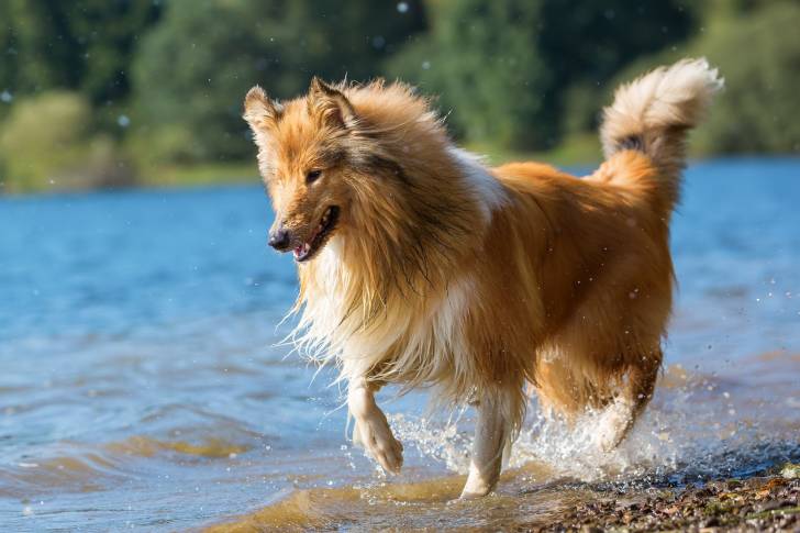 Un Collet court dans l'eau