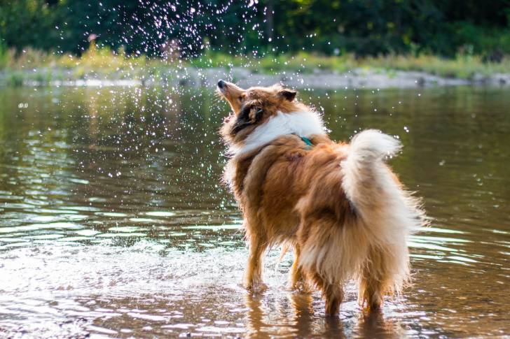 Photo Colley à Poil Long