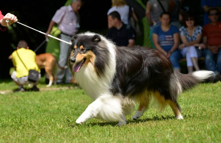 Le Rough Collie (Colley à poils longs)