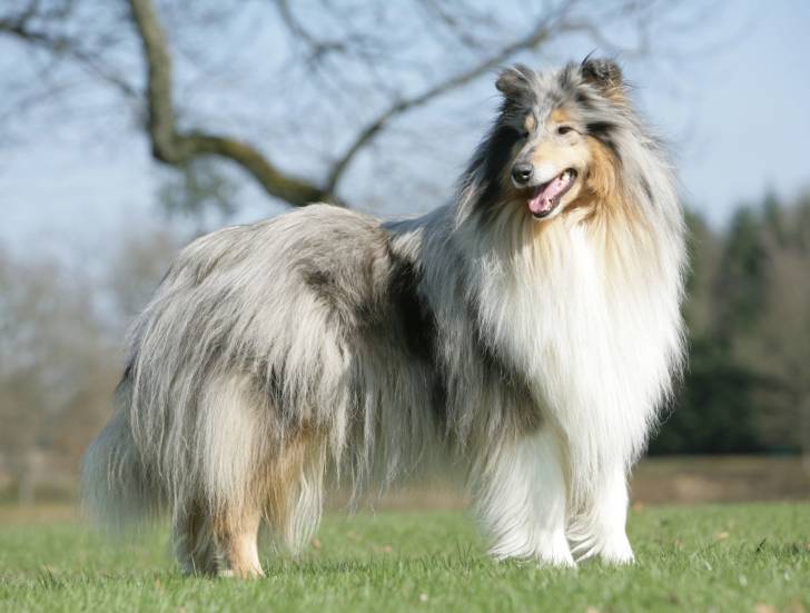 Un beau Colley au pelage merle