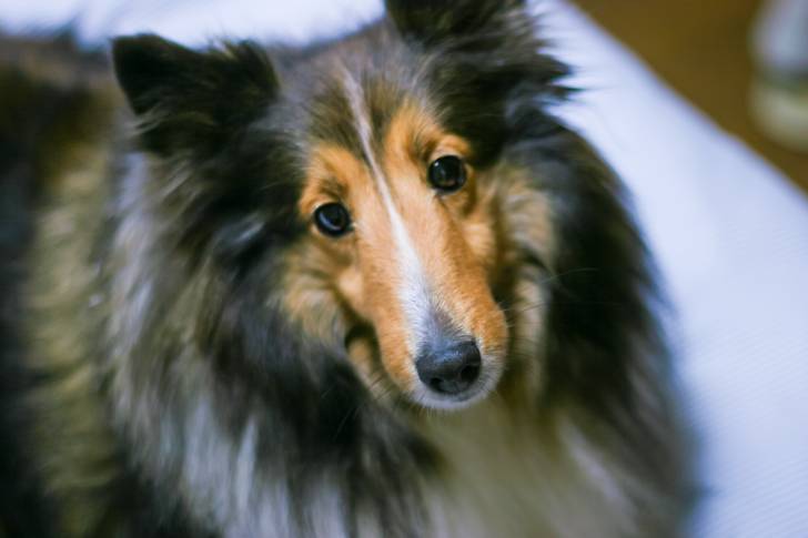 Photo Colley à Poil Long