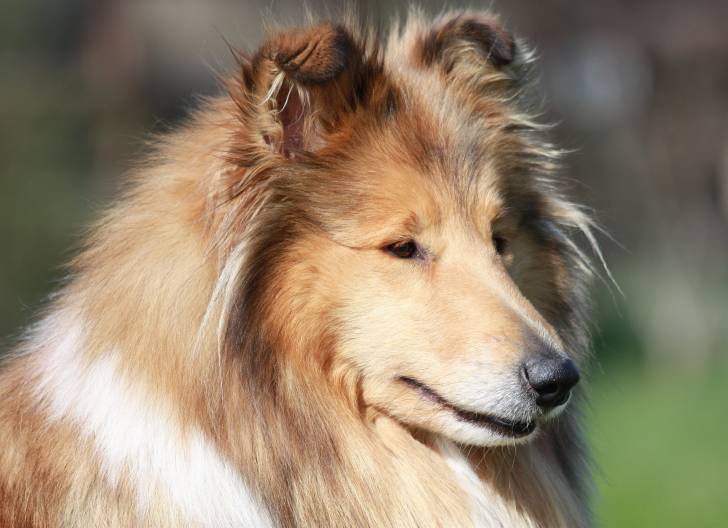 Photo Colley à Poil Long