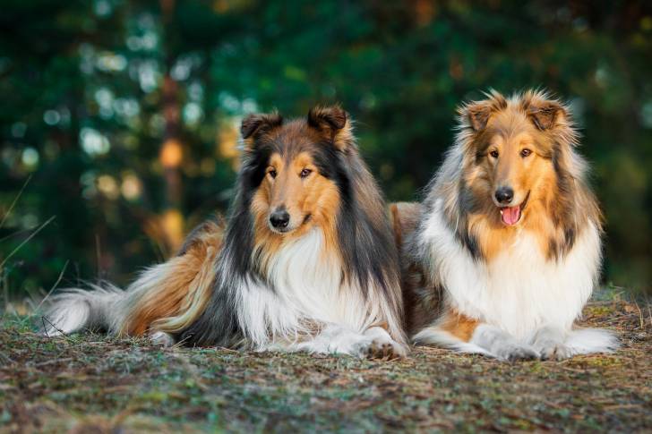 Deux Colleys à Poil Long allongés côte à côte 