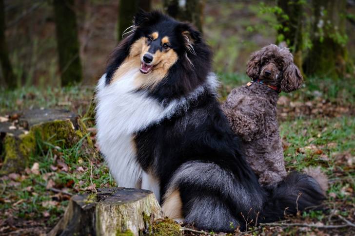 Un Colley à Poil Long assis à côté d'un autre chien