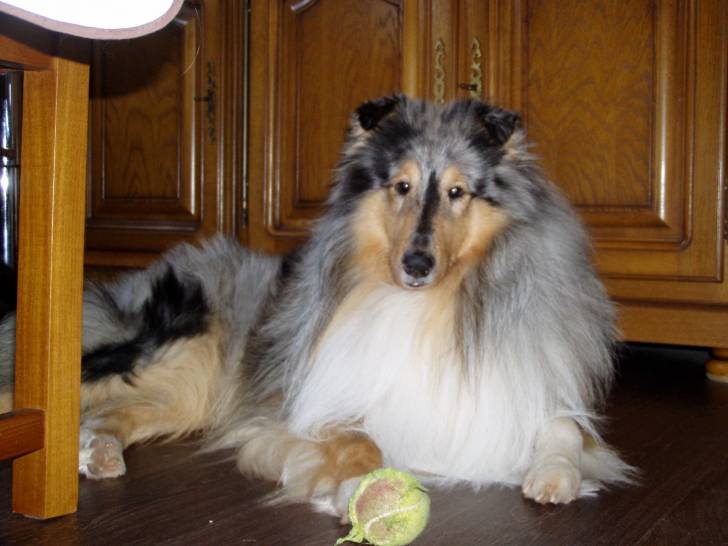 eguen - Colley à Poil Long Mâle (3 ans)