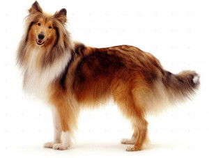 Un Colley à Poil Long sur fond blanc