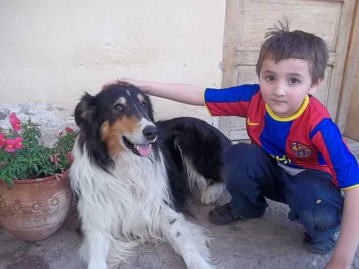 RINGO - Colley à Poil Long Mâle (7 ans)