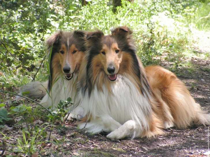 oulli - Colley à Poil Long Femelle (1 an)