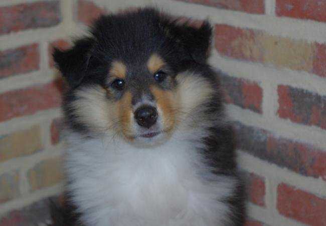 El chichen itza du chant des madones dit Evrest - Colley à Poil Long