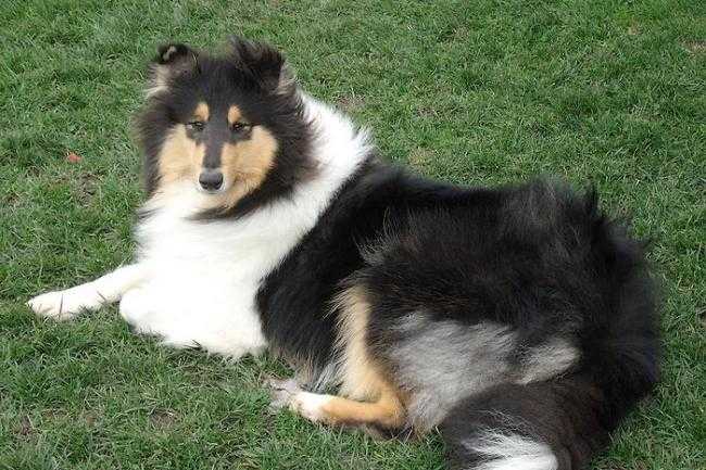 Etoile Filante Des Marécages Du Prince (Eyka) - Colley à Poil Long