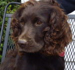 Photo Boykin Spaniel