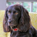 Photo Boykin Spaniel