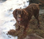 Photo Boykin Spaniel