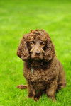 Photo Boykin Spaniel