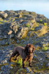 Photo Boykin Spaniel