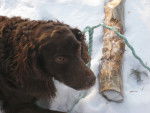 Photo Boykin Spaniel
