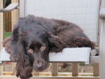 Photo Boykin Spaniel