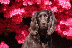 Photo Boykin Spaniel