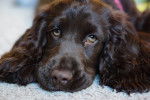 Photo Boykin Spaniel