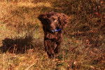 Photo Boykin Spaniel