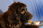 Photo Boykin Spaniel