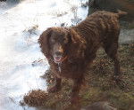 Photo Boykin Spaniel