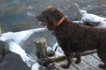 Photo Boykin Spaniel